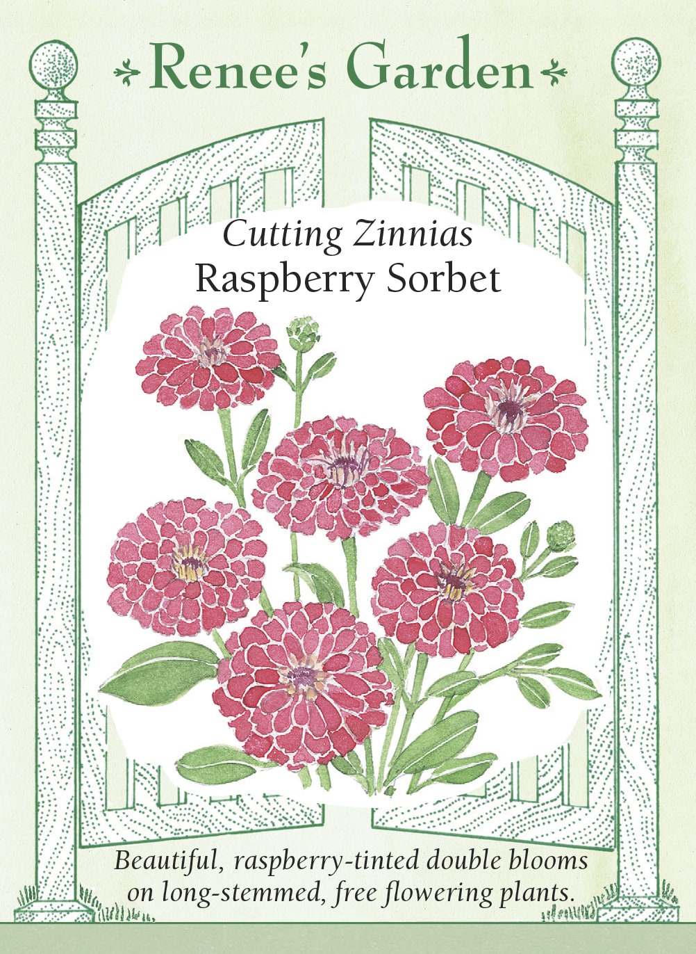 Visuel officiel de Renee's Garden associé aux semences de Zinnia ‘Raspberry Sorbet’, référence RN5952. Les fleurs doubles présentent une teinte framboise soutenue. Les plantes ramifiées atteignent environ 1,1 à 1,2 m (3½ à 4 pi) et produisent de longues tiges. La cueillette régulière accompagne le renouvellement des fleurs durant la saison.