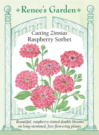 Visuel officiel de Renee's Garden associé aux semences de Zinnia ‘Raspberry Sorbet’, référence RN5952. Les fleurs doubles présentent une teinte framboise soutenue. Les plantes ramifiées atteignent environ 1,1 à 1,2 m (3½ à 4 pi) et produisent de longues tiges. La cueillette régulière accompagne le renouvellement des fleurs durant la saison.