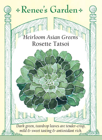 Visuel officiel de Renee's Garden pour les semences « Tatsoï en rosette », référence RN5955. Cette verdure asiatique forme des rosettes plates de feuilles vert foncé en forme de goutte. Les plants adultes peuvent atteindre environ 30 cm (12 po) de diamètre, selon le semencier. Les feuilles sont tendres, charnues et douces. Leur port très bas distingue cette sélection des légumes-feuilles à développement dressé.