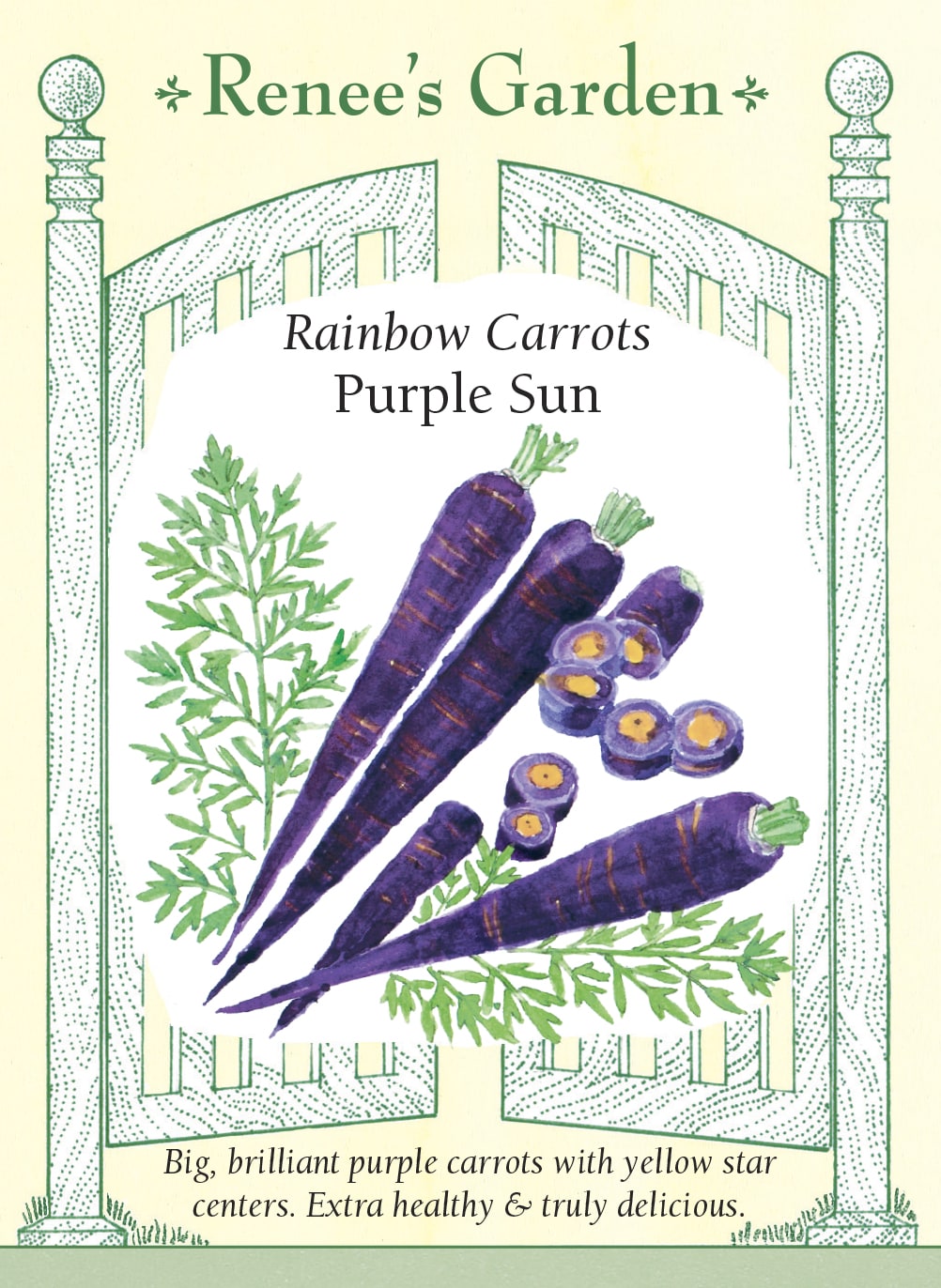 Visuel officiel de Renee's Garden pour les semences « Carotte ‘Purple Sun’ », référence RN5957. Cette carotte se distingue par une racine pourpre foncé dont le centre présente une petite zone jaune. La forme est conique : les épaules sont arrondies et la racine s’amincit vers une pointe. Le semencier décrit une croissance vigoureuse, une texture croquante et une saveur douce. La couleur permet de diversifier les récoltes destinées aux crudités comme aux plats cuits.