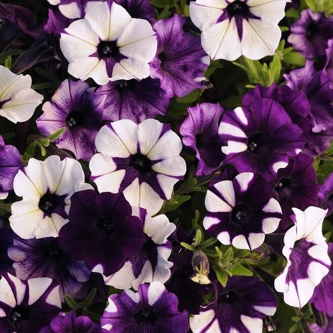 Pétunia Shock Wave 'Purple Tie Dye'