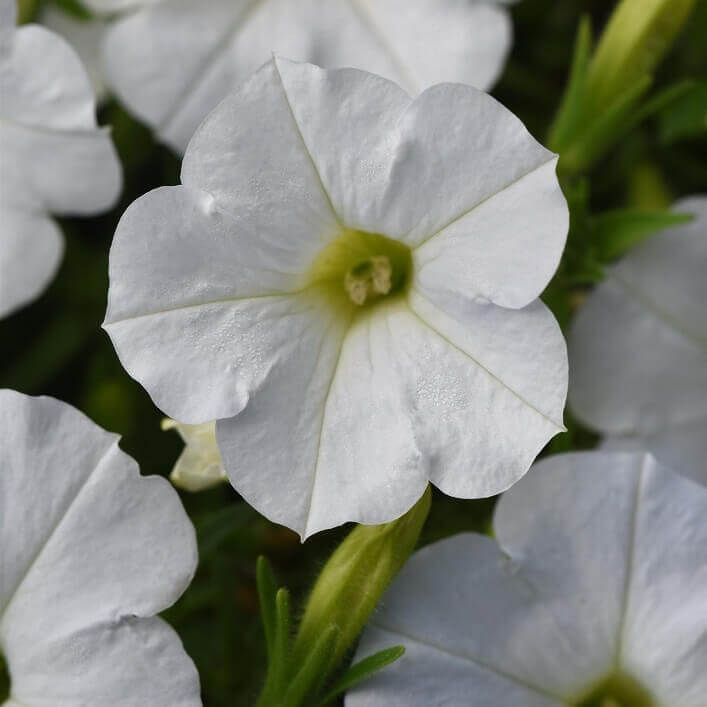 Pétunia Shock Wave 'White'