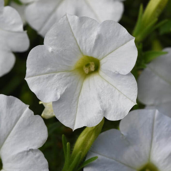 Pétunia Shock Wave "White"