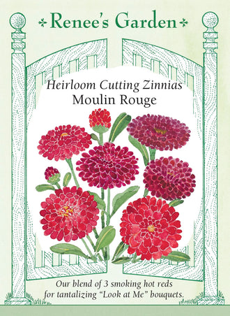 Visuel officiel de Renee's Garden associé aux semences de Zinnias en mélange Moulin Rouge, référence RN5968. Ce mélange associe des fleurs doubles écarlates, cramoisies et rouge foncé. Les plantes ramifiées atteignent environ 90 à 105 cm (3 à 3½ pi). Les longues tiges conviennent aux bouquets et les fleurs attirent les pollinisateurs.