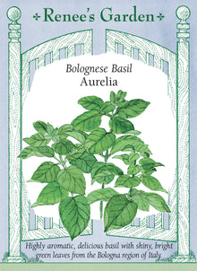 Visuel officiel de Renee's Garden pour les semences « Basilic ‘Aurelia’ », référence RN5969. Cette sélection de basilic doux développe de grandes feuilles vertes et brillantes sur des plants qui se ramifient tôt. Le semencier décrit un parfum riche et épicé. Les feuilles conviennent aux pestos et aux plats de légumes, de riz ou de pâtes. La sélection provient d’un producteur de la région de Bologne.