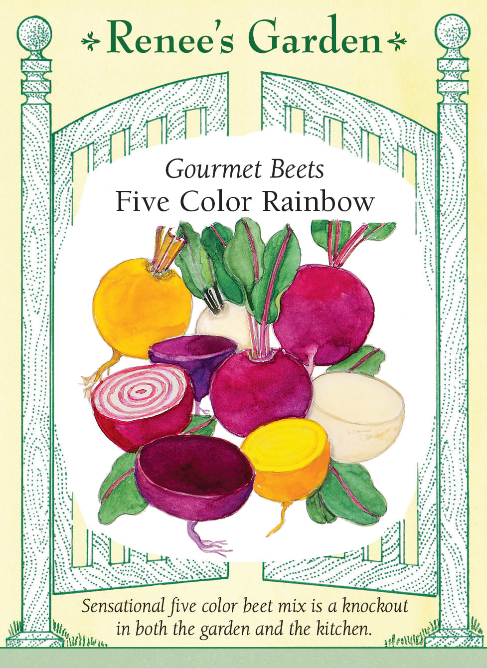 Visuel officiel de Renee's Garden pour les semences « Betteraves en mélange Five Color Rainbow », référence RN5973. Ce mélange réunit à parts égales ‘Subeto’, ‘Boldor’, ‘Chioggia’, ‘Albina Verduna’ et ‘Bull’s Blood Scarletta’. Les racines offrent plusieurs couleurs, dont le rouge foncé, le jaune, le blanc et des motifs annelés. Les tiges et le feuillage apportent aussi des contrastes dans la planche. Les betteraves peuvent être récoltées petites ou laissées en terre pour atteindre un calibre plus important.