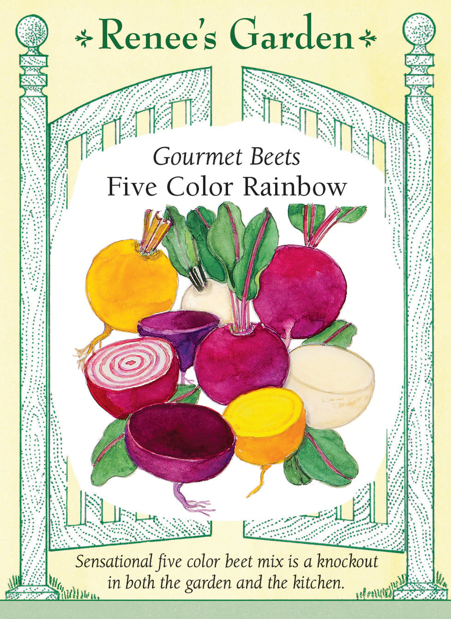 Visuel officiel de Renee's Garden pour les semences « Betteraves en mélange Five Color Rainbow », référence RN5973. Ce mélange réunit à parts égales ‘Subeto’, ‘Boldor’, ‘Chioggia’, ‘Albina Verduna’ et ‘Bull’s Blood Scarletta’. Les racines offrent plusieurs couleurs, dont le rouge foncé, le jaune, le blanc et des motifs annelés. Les tiges et le feuillage apportent aussi des contrastes dans la planche. Les betteraves peuvent être récoltées petites ou laissées en terre pour atteindre un calibre plus important.