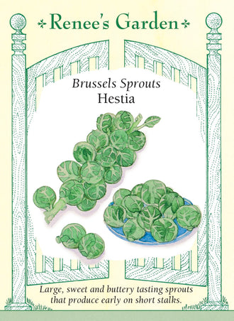 Visuel officiel de Renee's Garden pour les semences « Chou de Bruxelles ‘Hestia’ », référence RN5974. ‘Hestia’ porte de nombreux petits choux fermes, croquants et vert vif le long de la tige. Le semencier décrit une bonne tenue face à l’éclatement et à la pourriture, sans que cela dispense d’une surveillance au jardin. Les plants supportent les premières gelées légères, ce qui peut prolonger la période de récolte lorsque les conditions locales le permettent.
