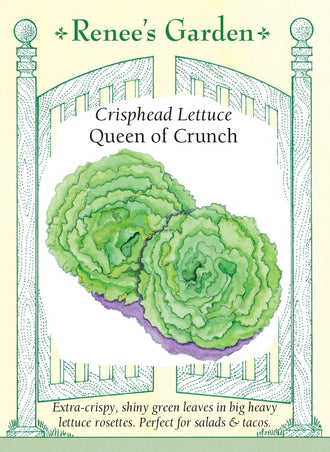 Visuel officiel de Renee's Garden pour les semences « Laitue ‘Queen of Crunch’ », référence RN5976. Cette laitue verte forme des rosettes lourdes dont les feuilles sont particulièrement croquantes et juteuses. Le semencier souligne une bonne tenue par temps chaud. Les feuilles peuvent être prélevées progressivement ou la rosette entière peut être récoltée. Leur texture convient aux salades hachées, aux sandwichs et aux garnitures qui demandent une feuille conservant une certaine tenue.