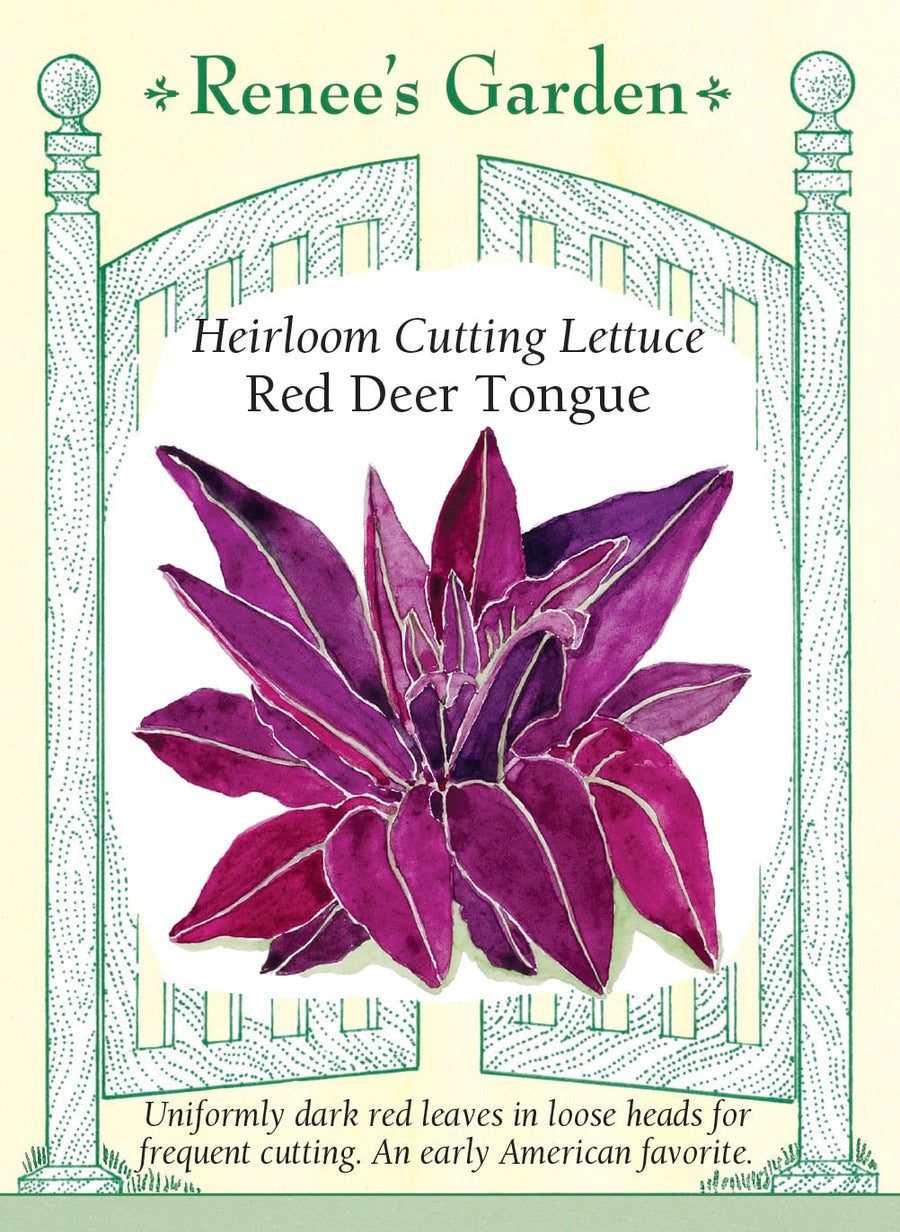 Visuel officiel de Renee's Garden pour les semences « Laitue ‘Red Deer Tongue’ », référence RN5977. Cette sélection porte de longues feuilles triangulaires et pointues qui forment des pommes lâches. Leur couleur rouge foncé et leur texture charnue sont mises en avant par le semencier. La sélection a été reprise pour améliorer l’uniformité de la couleur et la vigueur des plants. Les feuilles se prêtent aux salades composées.
