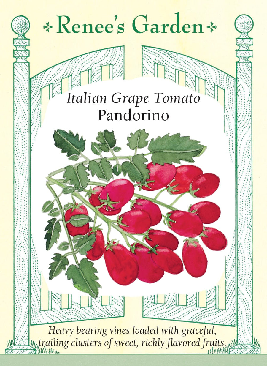 Visuel officiel de Renee's Garden pour les semences « Tomate raisin ‘Pandorino’ », référence RN5978. ‘Pandorino’ développe de hautes tiges vigoureuses portant de nombreuses grappes de petits fruits en forme de raisin. Le semencier souligne une production précoce et une saveur équilibrée, plutôt qu’uniquement sucrée. Les petits fruits conviennent aux collations et aux salades. Les grappes doivent rester accessibles pour des cueillettes fréquentes.