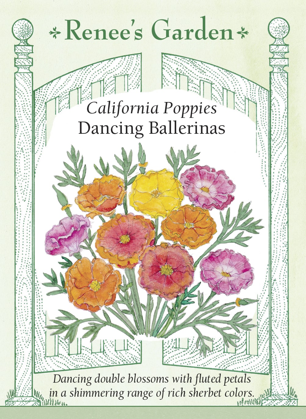 Visuel officiel de Renee's Garden associé aux semences de Pavots de Californie en mélange Dancing Ballerinas, référence RN5981. Les fleurs doubles et semi-doubles présentent des pétales délicatement plissés. Le mélange comprend des teintes rose soutenu, lilas, rouges, orange, jaunes et blanches. Les tiges fines portent les fleurs au-dessus d’un feuillage gris-vert découpé.