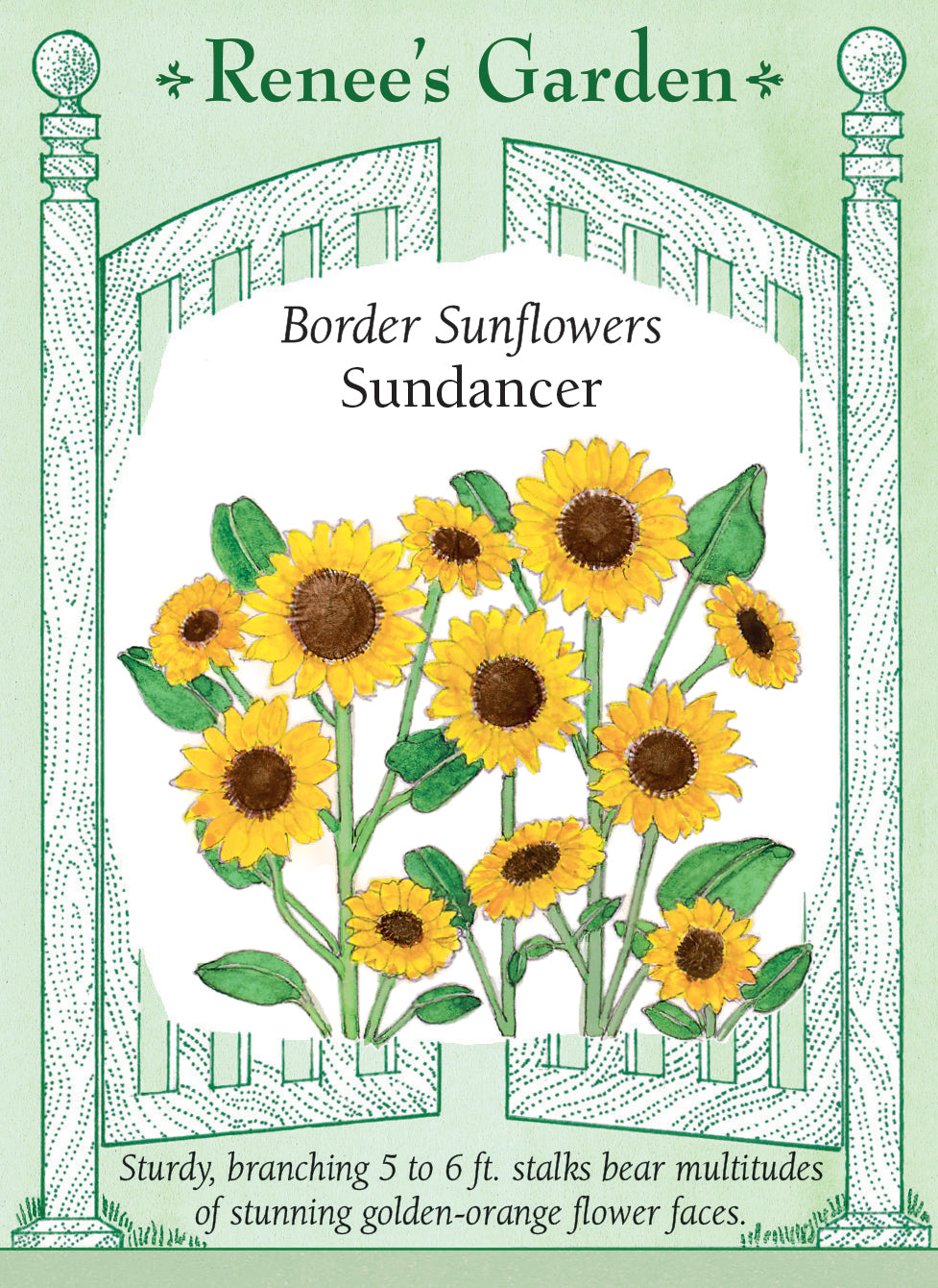 Visuel officiel de Renee's Garden associé aux semences de Tournesol ‘Sundancer’, référence RN5982. Les pétales orange doré entourent un centre chocolat. Les plantes ramifiées atteignent environ 1,2 à 1,8 m (4 à 6 pi) et portent de nombreuses fleurs. Elles peuvent former une bordure haute et fournir des tiges pour les bouquets.