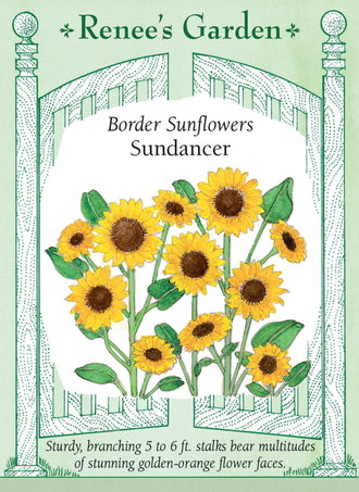 Visuel officiel de Renee's Garden associé aux semences de Tournesol ‘Sundancer’, référence RN5982. Les pétales orange doré entourent un centre chocolat. Les plantes ramifiées atteignent environ 1,2 à 1,8 m (4 à 6 pi) et portent de nombreuses fleurs. Elles peuvent former une bordure haute et fournir des tiges pour les bouquets.
