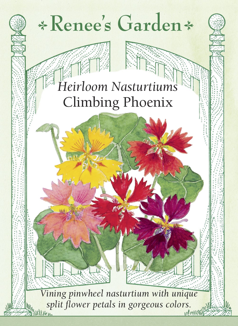 Visuel officiel de Renee's Garden associé aux semences de Capucines grimpantes en mélange Phoenix, référence RN5983. Les fleurs aux pétales découpés évoquent de petites flammes. Ce mélange grimpant associe le rouge, le doré, l’orange, le crème et la pêche, parfois marqués de cuivre. Le feuillage présente une forme rappelant celle du lierre et les fleurs sont comestibles.