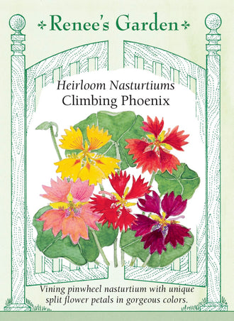 Visuel officiel de Renee's Garden associé aux semences de Capucines grimpantes en mélange Phoenix, référence RN5983. Les fleurs aux pétales découpés évoquent de petites flammes. Ce mélange grimpant associe le rouge, le doré, l’orange, le crème et la pêche, parfois marqués de cuivre. Le feuillage présente une forme rappelant celle du lierre et les fleurs sont comestibles.