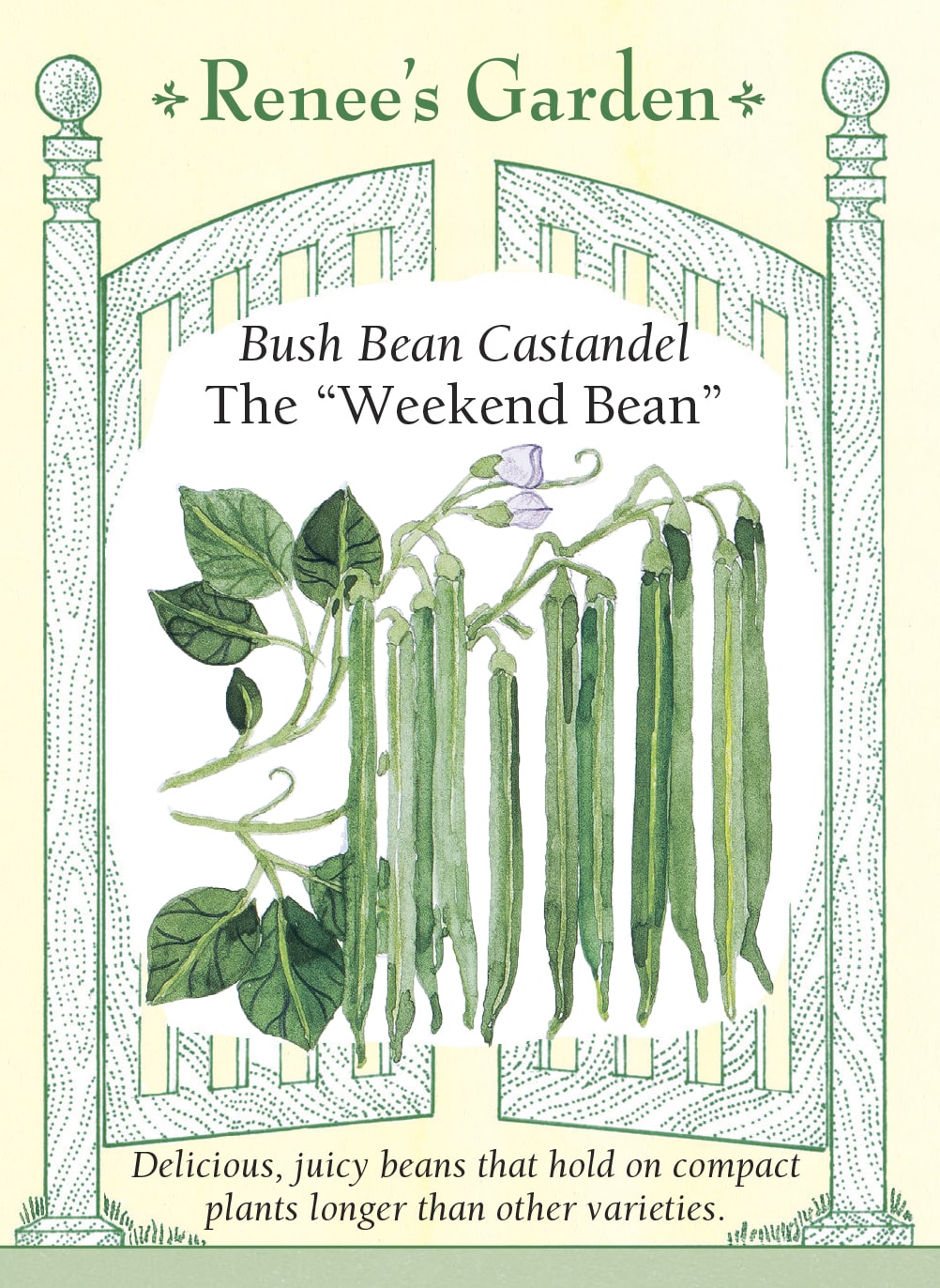 Visuel officiel de Renee's Garden pour les semences « Haricot nain ‘Castandel’ », référence RN5985. Cette sélection française porte des gousses qui conservent leur texture juteuse plus longtemps sur le plant avant de devenir fibreuses. Cette caractéristique explique son surnom commercial « Weekend Bean ». Les haricots offrent une saveur douce et se prêtent à la cuisine fraîche. Le semencier recommande cette variété pour les planches potagères, les petits jardins et les contenants installés sur une terrasse.