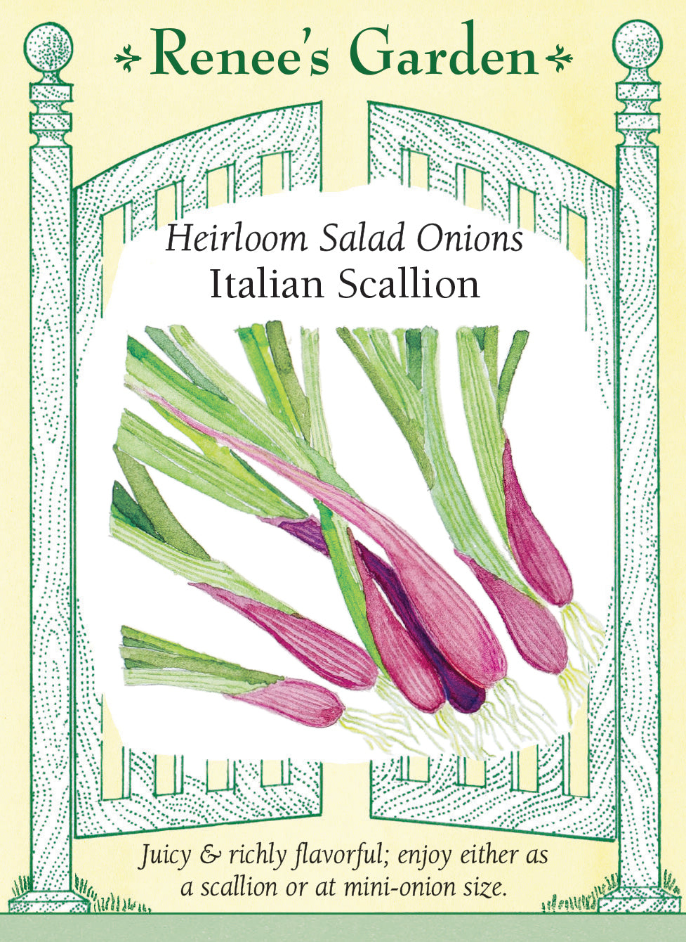 Visuel officiel de Renee's Garden pour les semences « Oignon à salade italien », référence RN5991. Cette sélection italienne peut être récoltée au stade d’oignon vert ou laissée jusqu’à la formation de petits bulbes. Les enveloppes externes sont bourgogne, tandis que l’intérieur demeure blanc et juteux. Le semencier décrit une saveur marquée sans être excessivement forte. Les jeunes oignons conviennent aux salades, aux sautés et aux plats d’œufs.