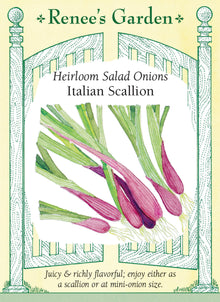 Visuel officiel de Renee's Garden pour les semences « Oignon à salade italien », référence RN5991. Cette sélection italienne peut être récoltée au stade d’oignon vert ou laissée jusqu’à la formation de petits bulbes. Les enveloppes externes sont bourgogne, tandis que l’intérieur demeure blanc et juteux. Le semencier décrit une saveur marquée sans être excessivement forte. Les jeunes oignons conviennent aux salades, aux sautés et aux plats d’œufs.