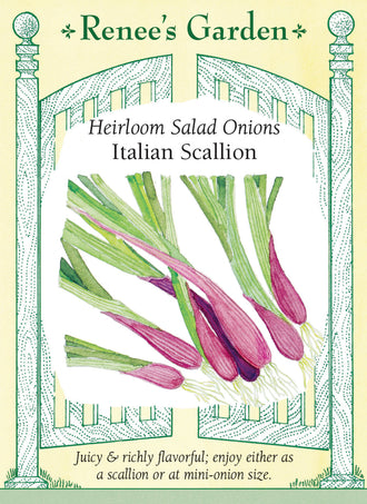 Visuel officiel de Renee's Garden pour les semences « Oignon à salade italien », référence RN5991. Cette sélection italienne peut être récoltée au stade d’oignon vert ou laissée jusqu’à la formation de petits bulbes. Les enveloppes externes sont bourgogne, tandis que l’intérieur demeure blanc et juteux. Le semencier décrit une saveur marquée sans être excessivement forte. Les jeunes oignons conviennent aux salades, aux sautés et aux plats d’œufs.