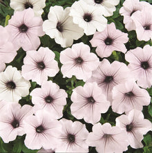 Pétunia tidal wave 'Silver'