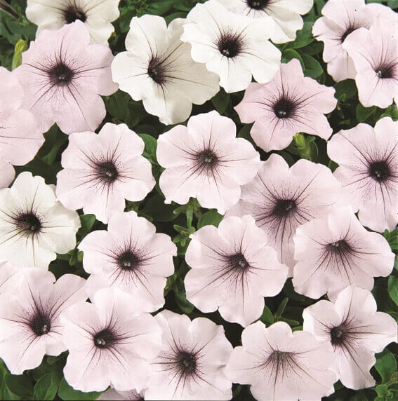 Pétunia tidal wave 'Silver'