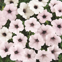Pétunia tidal wave 'Silver'