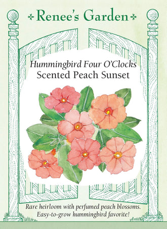 Visuel officiel de Renee's Garden associé aux semences de Belle-de-nuit ‘Peach Sunset’, référence RN5998. Cette belle-de-nuit porte des fleurs en trompette d’environ 5 cm (2 po), dans une teinte pêche. Le semencier décrit une ouverture en après-midi et en début de soirée, accompagnée d’un parfum rappelant le jasmin. Les plants sont ramifiés. Leur emplacement peut être choisi près d’un lieu fréquenté en fin de journée.