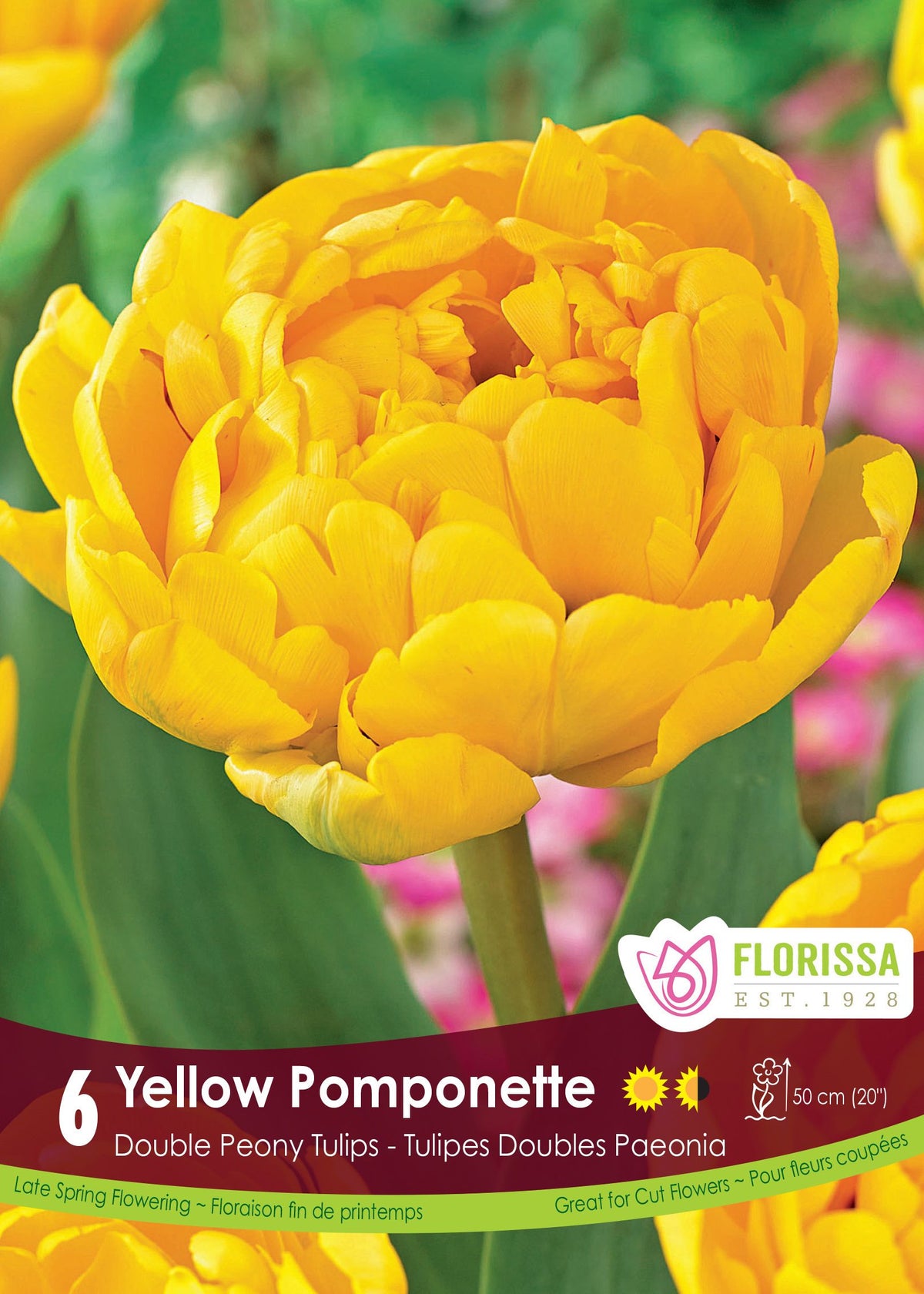 Tulipe Yellow Pomponette ( Tulipa ) : une tulipe double jaune vif aux nombreux pétales arrondis. Le visuel Florissa présente la plante et son nom dans la partie inférieure de l’étiquette. La photographie occupe presque toute la surface, tandis que le bandeau du bas rassemble les indications du produit. Cette vue permet de reconnaître son apparence et de distinguer la variété présentée.