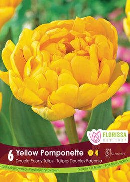 Yellow Pomponette Tulip