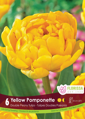 Tulipe Yellow Pomponette ( Tulipa ) : une tulipe double jaune vif aux nombreux pétales arrondis. Le visuel Florissa présente la plante et son nom dans la partie inférieure de l’étiquette. La photographie occupe presque toute la surface, tandis que le bandeau du bas rassemble les indications du produit. Cette vue permet de reconnaître son apparence et de distinguer la variété présentée.