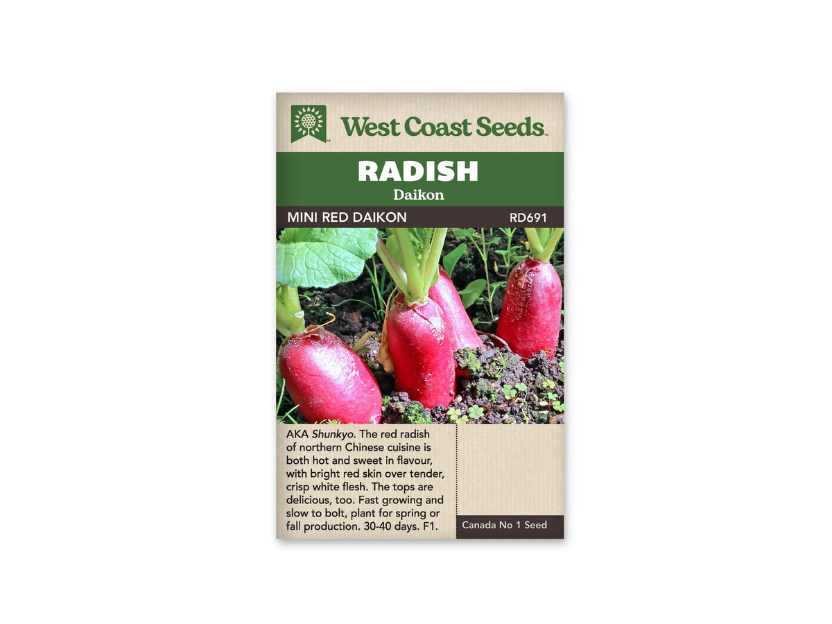 Sachet West Coast Seeds Mini Red montrant trois radis rouges dans la terre. Les racines allongées dépassent en partie du sol, avec leurs tiges et leurs feuilles vertes au-dessus. De petites plantes poussent près des racines. Le nom Mini Red est inscrit sur le bandeau brun placé sous le titre Radish Daikon.
