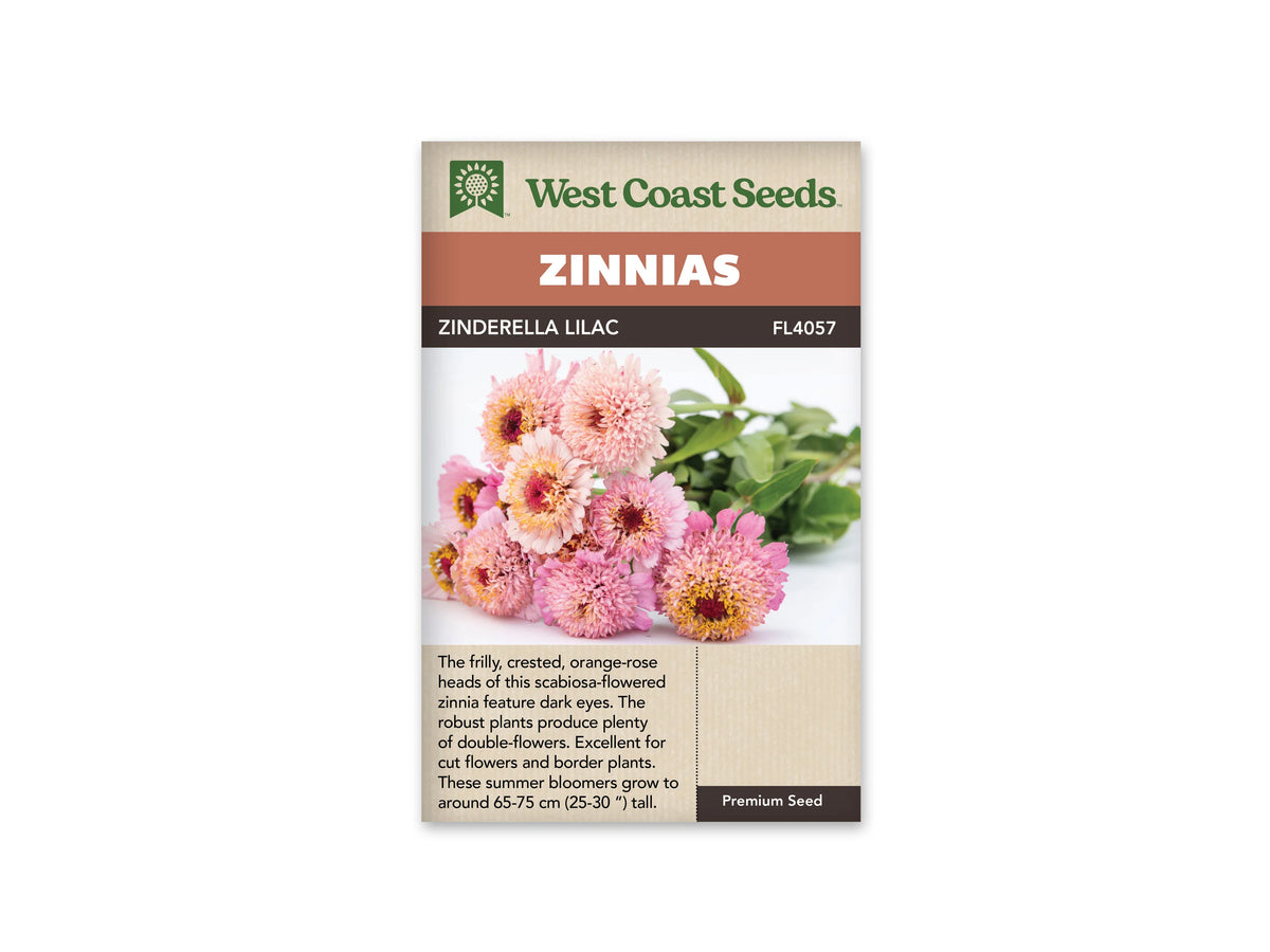 Sachet West Coast Seeds Zinderella Lilac, illustré d’un bouquet posé sur fond clair. Les fleurs roses ont des centres frisés, parfois marqués de rouge foncé et de jaune. Les tiges et les feuilles vertes s’étendent vers la droite. Le nom de la sélection figure dans le bandeau brun au-dessus de la photo.