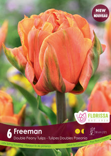 Tulipe Freeman