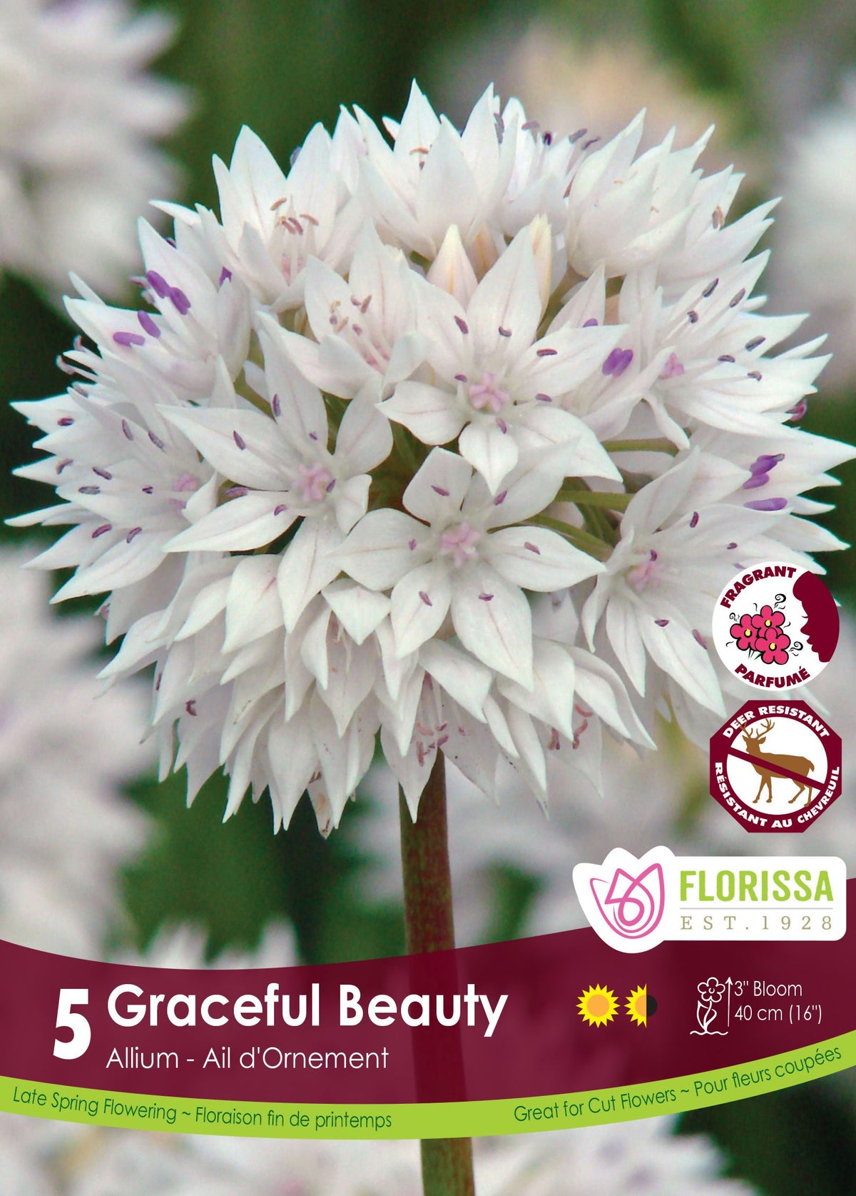 Ail ornemental ‘Graceful Beauty’ ( Allium amplectens ) : un bouquet sphérique de fleurs blanches à petites étamines pourpres. Le visuel Florissa présente la plante et son nom dans la partie inférieure de l’étiquette. La photographie occupe presque toute la surface, tandis que le bandeau du bas rassemble les indications du produit. Cette vue permet de reconnaître son apparence et de distinguer la variété présentée.