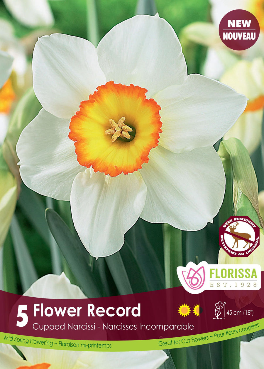 Narcisse Flower Record ( Narcissus ) : un narcisse blanc à couronne jaune bordée d’orange. Le visuel Florissa présente la plante et son nom dans la partie inférieure de l’étiquette. La photographie occupe presque toute la surface, tandis que le bandeau du bas rassemble les indications du produit. Cette vue permet de reconnaître son apparence et de distinguer la variété présentée.