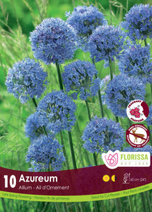 Ail bleu azur (<em>Allium caeruleum</em>)