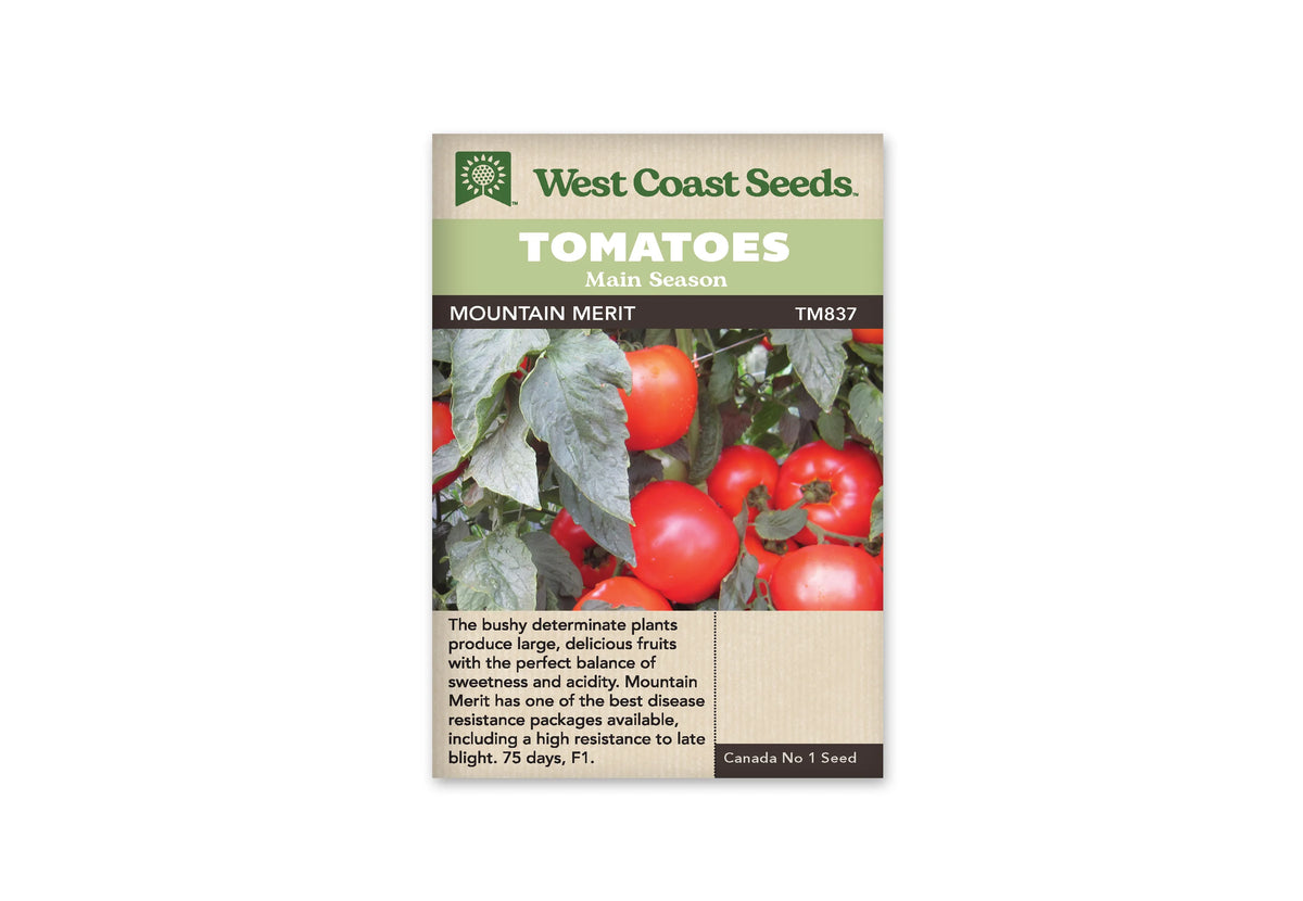 Sachet West Coast Seeds portant les mentions Tomatoes, Main Season et Mountain Merit. La photo montre plusieurs tomates rouges parmi de grandes feuilles vert gris. Certains fruits gardent leurs calices verts. Le nom de la variété et le code TM837 sont inscrits sur une bande sombre, sous les bandeaux verts et le logo de la marque.
