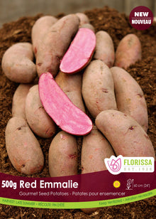Pomme de terre Gourmet ‘Red Emmalie’ (500 g) ( Solanum tuberosum ) : des pommes de terre coupées pour montrer leur chair rose. Le visuel Florissa présente la plante et son nom dans la partie inférieure de l’étiquette. La photographie occupe presque toute la surface, tandis que le bandeau du bas rassemble les indications du produit. Cette vue permet de reconnaître son apparence et de distinguer la variété présentée.