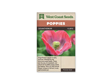 Sachet Giganthemum de West Coast Seeds sur fond blanc. La photo montre une grande fleur simple rose corail, aux pétales froissés marqués de violet près de la base. Au centre se trouve une capsule verte coiffée d’un disque en étoile, entourée d’étamines. Le fond est vert et flou. Le bandeau brun indique Giganthemum, code FL3870.