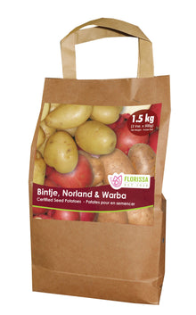 Pomme de terre ‘Combo Sack C2’ ( Solanum tuberosum ) : un sac en papier à poignées illustré de pommes de terre jaunes et rouges. La présentation montre l’emballage avec une illustration du produit et son nom imprimé sur l’étiquette. Les informations sont regroupées sur la face visible, tandis que la photographie met en évidence le contenu ou la plante illustrée. Cette vue vous aide à reconnaître le produit présenté et son conditionnement.