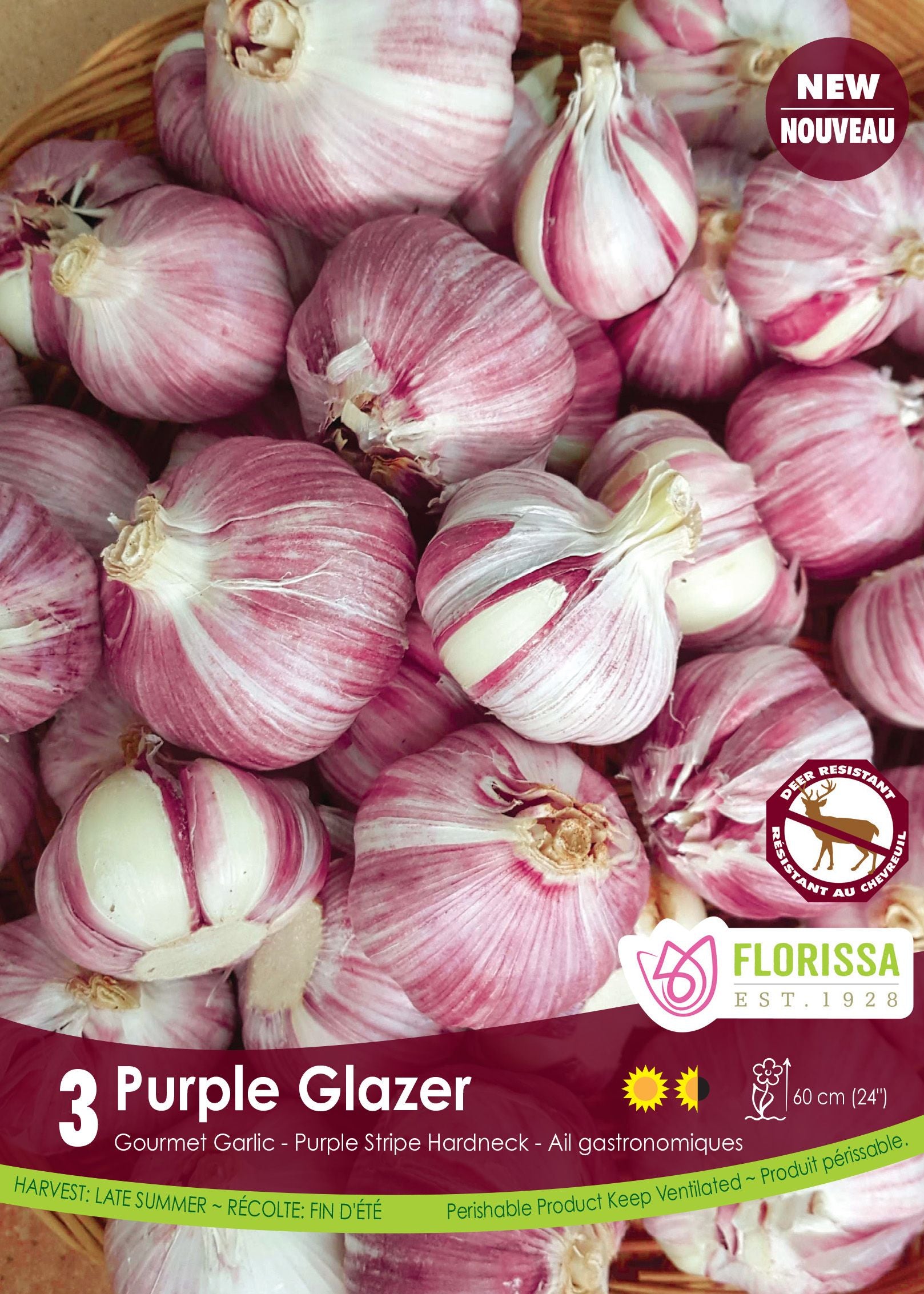Ail Purple Glazer (<em>Allium sativum var. ophioscorodon</em> ‘Purple Glazer’)