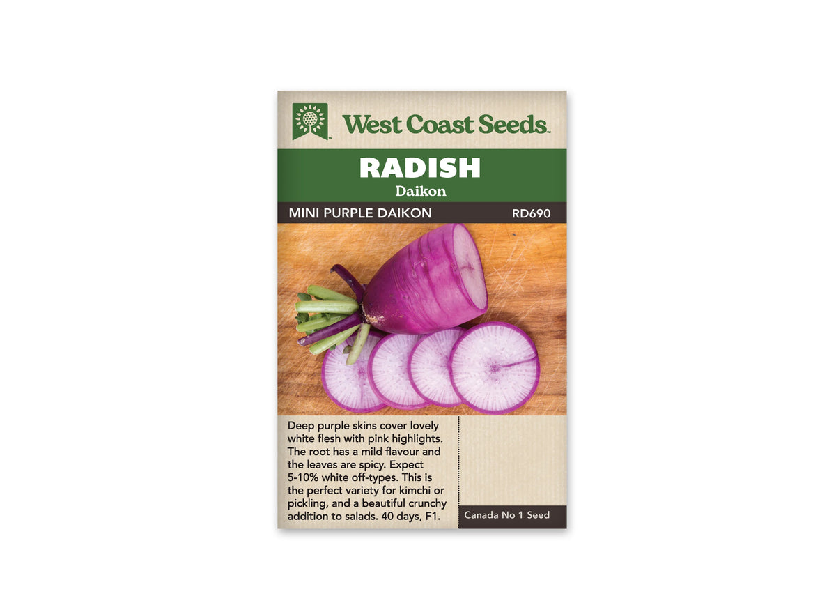 Sachet West Coast Seeds Mini Purple montrant une racine violette posée sur du bois. Plusieurs tranches devant elle révèlent une chair claire veinée de pourpre et bordée de violet. Les bases des tiges sont vertes et pourpres. Le nom Mini Purple apparaît dans le bandeau brun, sous le titre Radish Daikon.