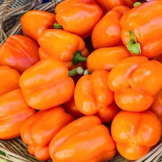 Semences Hortinova de Poivron orange 'Gourmet', produit destiné au potager et présenté pour identifier clairement le cultivar avant le semis. Vue 1 de l'emballage ou du produit, à utiliser comme repère visuel avec les conseils de culture, l'exposition, l'arrosage et la récolte indiqués dans la fiche française de Pépinière.ca. Pour Poivron orange 'Gourmet', des observations régulières permettent d'ajuster les soins aux conditions réelles du jardin.