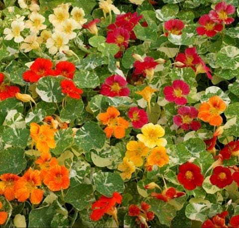 Photographie de Mélange de capucine (Tropaeolum majus 'Alaska'), sélection proposée en semences W. H. Perron. Le visuel présente l'apparence de la plante ou de sa récolte et permet d'en observer les formes et les couleurs. Cette vue illustre les caractéristiques visibles de la sélection, dans une présentation destinée à accompagner son identification et à montrer son intérêt au jardin.