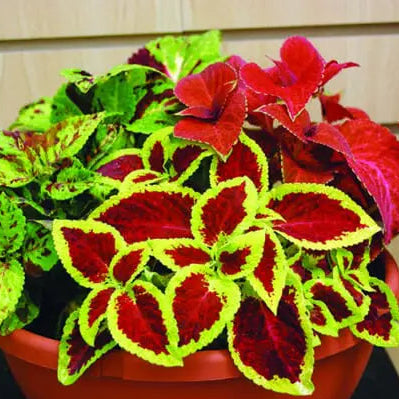 Wizard® Mix coleus (<em>Coleus scutellarioides</em>)