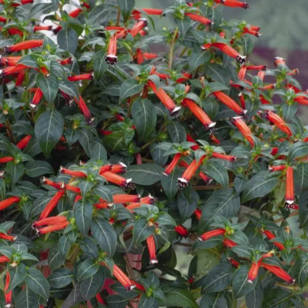 Cuphea ‘Dynamite’ (<em>Cuphea ignea</em>)