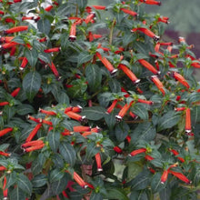 Cuphea ‘Dynamite’ (<em>Cuphea ignea</em>)