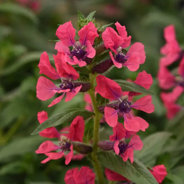 Photo de Cuphea Sweet Talk™ Deep Pink. Plante idéale pour un jardin pollinisateur, le Cuphea Sweet Talk™ Deep Pink est apprécié pour ses belles fleurs roses qui attirent naturellement les pollinisateurs tels que les abeilles et les colibris. La couleur caractéristique est : rose. Le visuel permet d’observer les contours, les teintes et la disposition des éléments présentés.