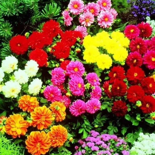 Photo de Dahlia mélange ‘Figaro™’ F1. La couleur caractéristique est : couleurs variées. Le visuel permet d’observer les contours, les teintes et la disposition des éléments présentés. Les détails de forme et les contrastes donnent un aperçu de l’apparence de cette plante ou de sa récolte. Cette photographie accompagne la variété nommée afin de l’identifier dans la sélection de semences.